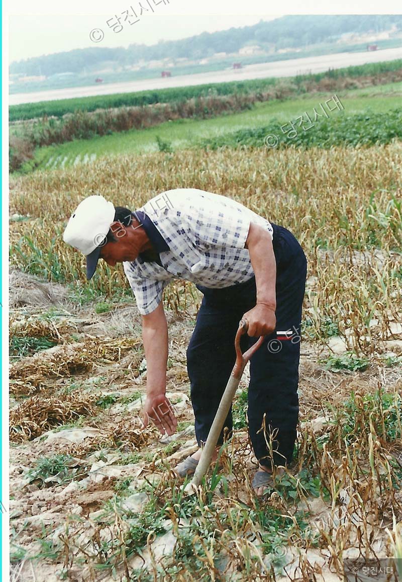 이휘영 대표가 심한 가뭄으로 말라 비틀어진 밭에서 삽을 짚고 서 있다.